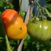 Garden Tomatoes