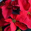 2013 Poinsettia